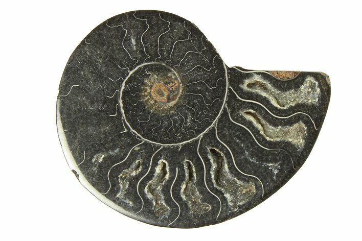 Cut & Polished Ammonite Fossil (Half) - Unusual Black Color #296297